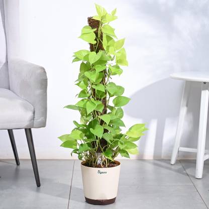 UGAOO Golden Money Plant