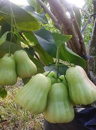 BALA PLANT CREATION Wax Apple White Wax Fruit