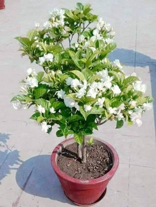 JASMINE Jasmine Plant