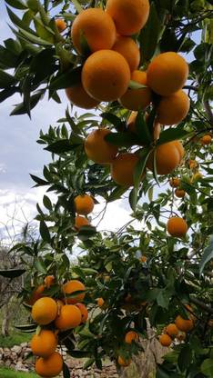 Greenery Nursery Orange Plant