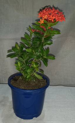 Cloud Farm Geranium Plant