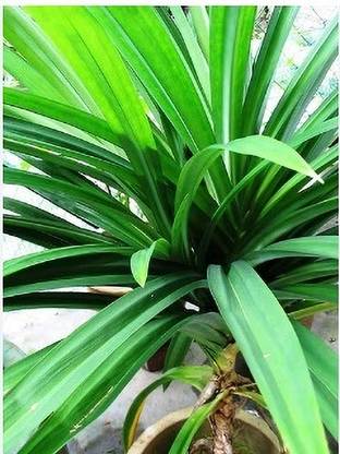 Green view Tracheophyta Plant