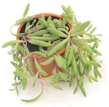 India Gardening String of Rubies Othonna Capensis Plant
