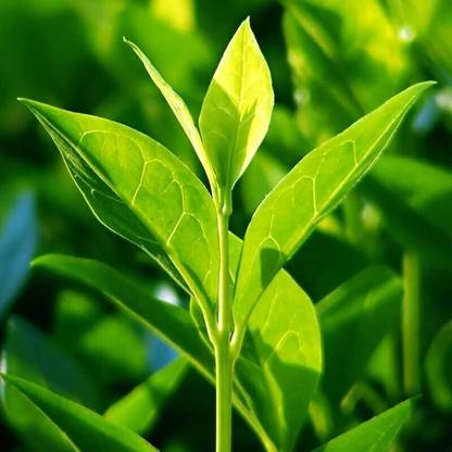 EVY Tea Plant