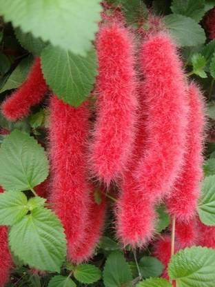 Kapebonavista Cat's tail Plant