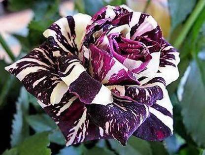 Gach Rose Plant