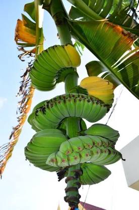 Variegated Banana Plant