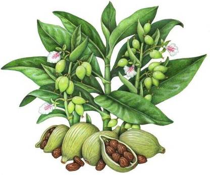 Narumanam Elaichi/Cardamom Plant