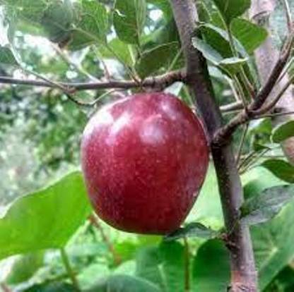 Cloud Farm Himalayan Apple Plant