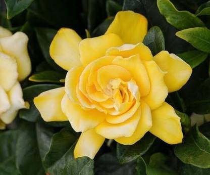 BONOBIBTHI Geranium Plant