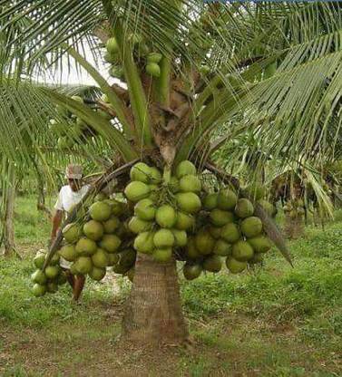 Grafted Green Dwarf Coconut Plant