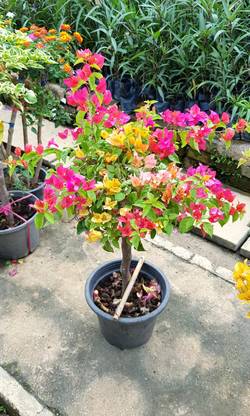 Marinetree Bougainvillea Plant