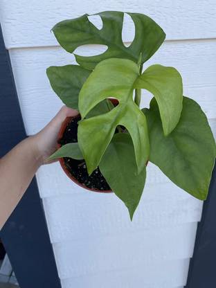 Little jungle Monstera Deliciosa Plant