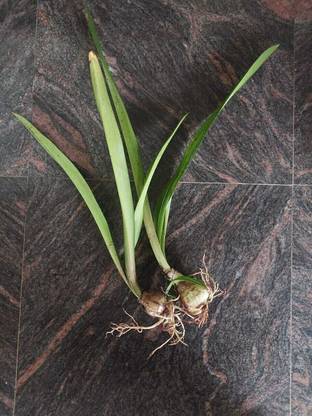 Amaryllis lily Lily Plant