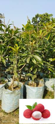 Greenery Nursery Litchi Plant