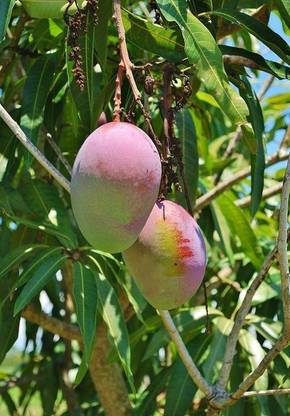 Sindhri Mango Plant Mango Plant