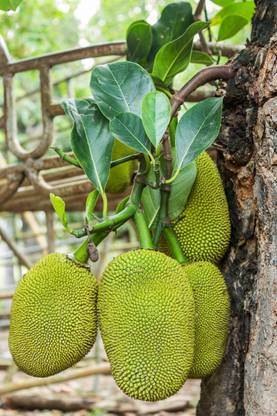 JD DAS AND SONS PLANTS Jack Fruit Plant