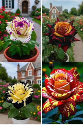 MAQINPLANTHOUSE Rose Plant