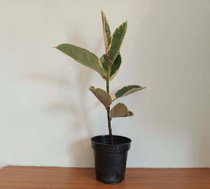 RootsRaja Rubber Tree