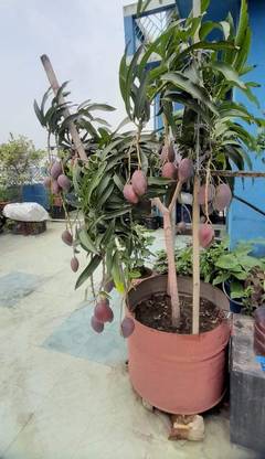 Japanese Miyazaki Dwarfs Mango Plant