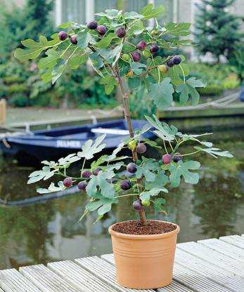 JR GLOBLE Gular/Cluster Fig Plant