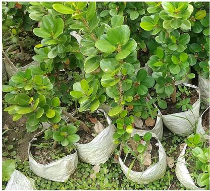 JR GLOBLE Ficus Bonsai Plant