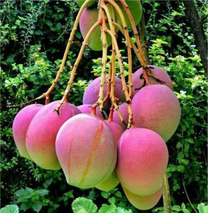 TOTALGARDEN Assam Mango Plant