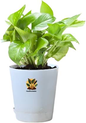 Paudhaawala Money Plant