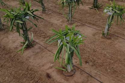 AGRAWBIC Dragon Tree