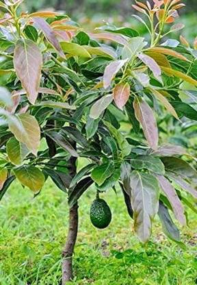 Cloud Farm Avocado Plant