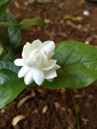 Heaven Of Saplings Jasmine Plant