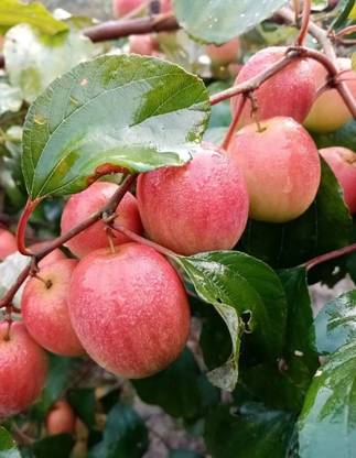 GreenBits Ber Apple Plant