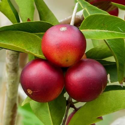 Hug A Plant Camu Camu Plant