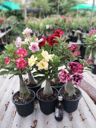 ADANNAYA Adenium Plant