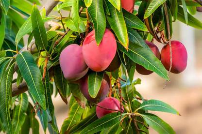 Krishna Miyazaki Dwarfs Mango Plant