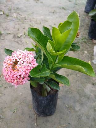 Plant Paradise Co Ixora Plant