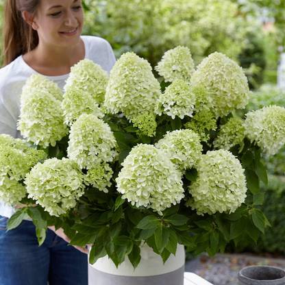 Cloud Farm Hydrangea Plant