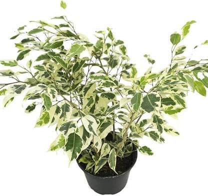 MUTHIK Ficus Bonsai