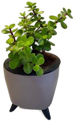 Anuja Jade Plant