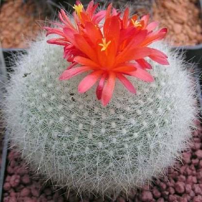 MyBageecha Brasilicactus Haselbergii Crested Scarlet Ball Cactus Plant