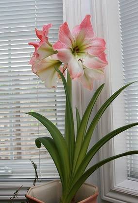 Heaven Of Saplings Lily Plant