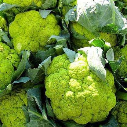 green cauliflower seed Cabbage