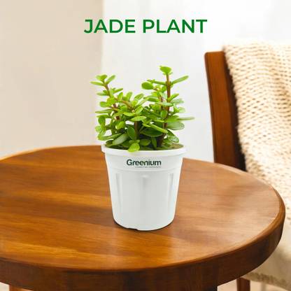 Greenium Jade Plant