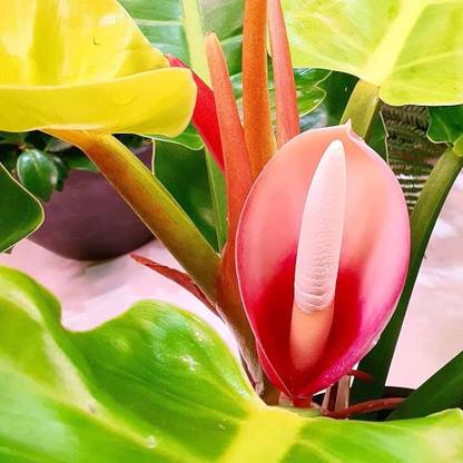KPL PHILODENDRON Philodendron Moonlight Plant