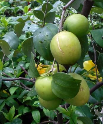 Cloud Farm Custard Apple Plant