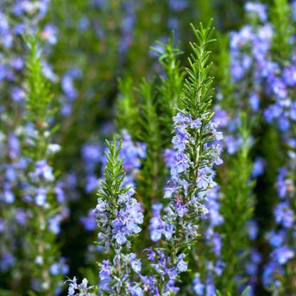 FloraFusion Rosemary Plant