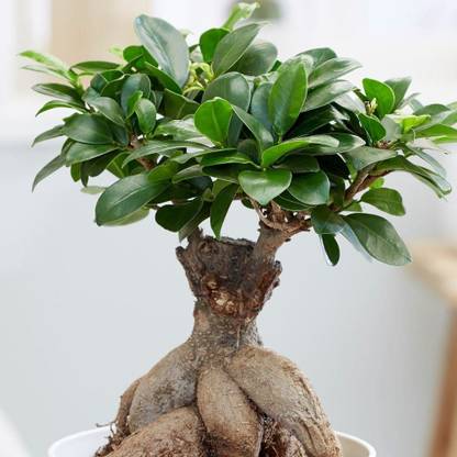 minatigreenhouse Ficus Bonsai Plant