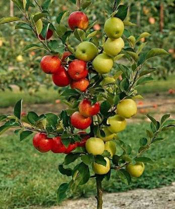 Exotica HRMN Grafted Apple Plant