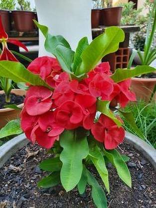 MAITRA AND SONS Crown Flower Plant