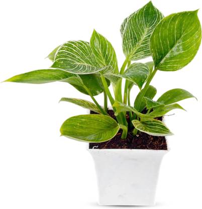 INDOOR PARADISE Philodendron Birkin Plant